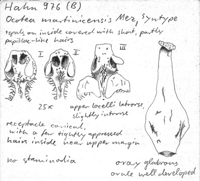 Vorschaubild Ocotea martinicensis Mez